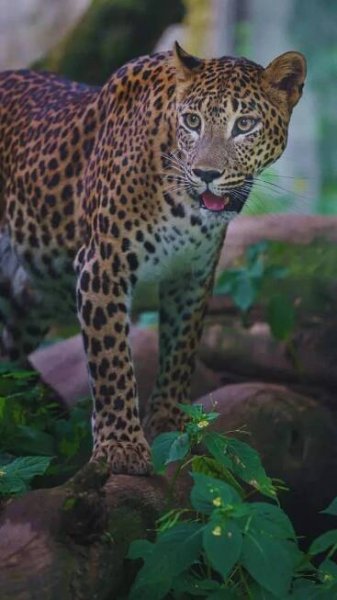 Spotting the Sri Lankan Leopard: 7 best national parks to spot the elusive big cat