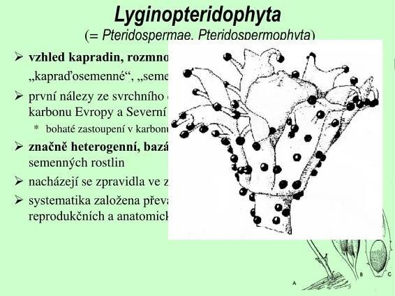 PPT - Semenné rostliny ( Spermatophyta ) PowerPoint Presentation, free download - ID:5023981