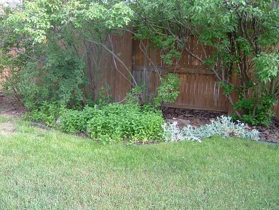 Our Yard – The Yard