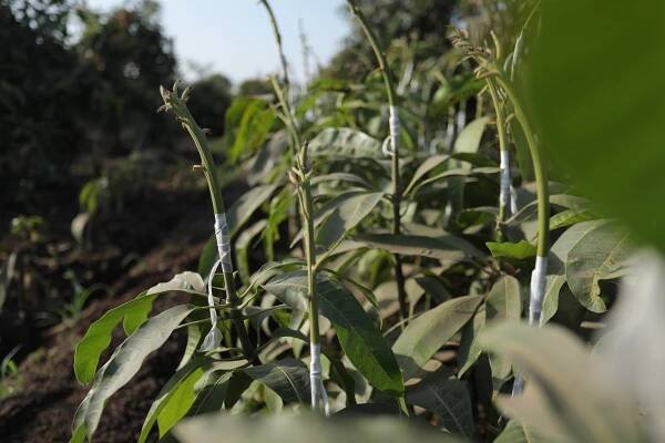 About - Shree Hari Nursery