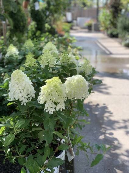 Hydrangea Gardening 101