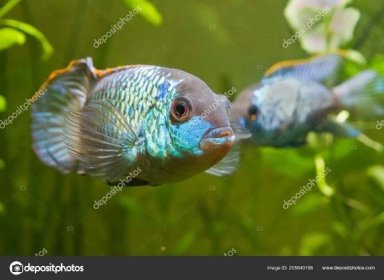 Download - Nannacara anomala neon blue, freshwater male cichlid fish, natural aquarium, closeup nature photo — Stock Image