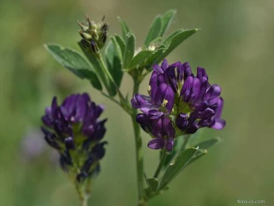 Tolice měňavá (Medicago x varia)