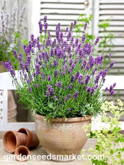 Levandule lékařská - Lavandula officinalis - Univerzální vonný skvost - Čerstvá semena – Garden Seeds Market | Doprava zdarma