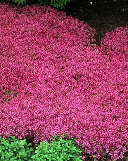 Thymus praecox ‘Coccineus’ | James Greenhouses - perennial plugs & specialty propagation