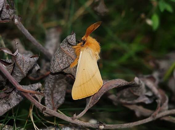 Lemonia strigata