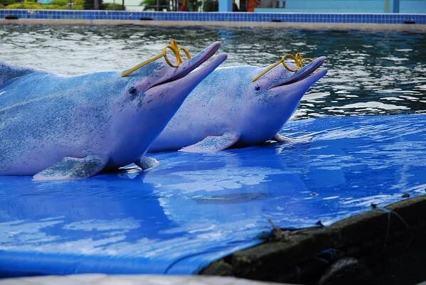 Marine Conservation – Love Wildlife Foundation