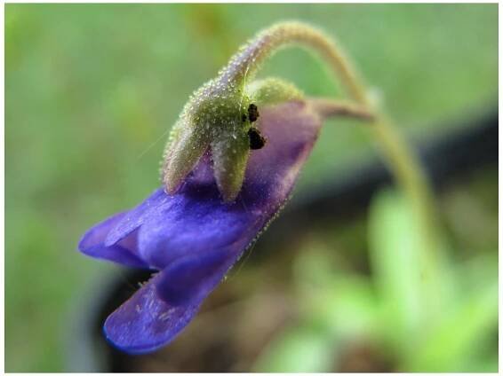 Tučnice modrá - Pinguicula Founcine-le-Bas - osivo tučnice - 15 ks