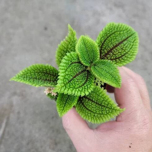 SMALL PLANTS - Pilea Moon Valley - 2"