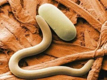 Nebezpečné parazity: kdo jsou takové optiše a jak léčit opistory