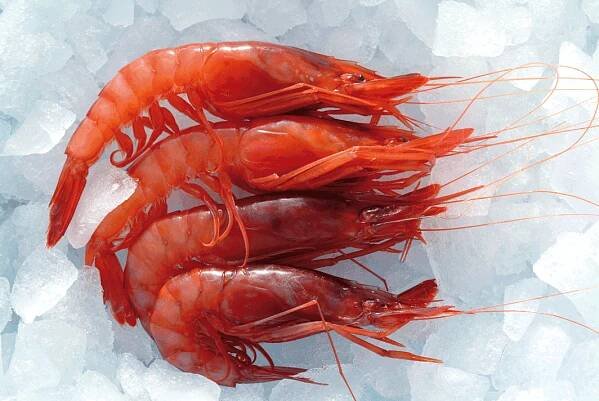 Gamba Roja Red prawn