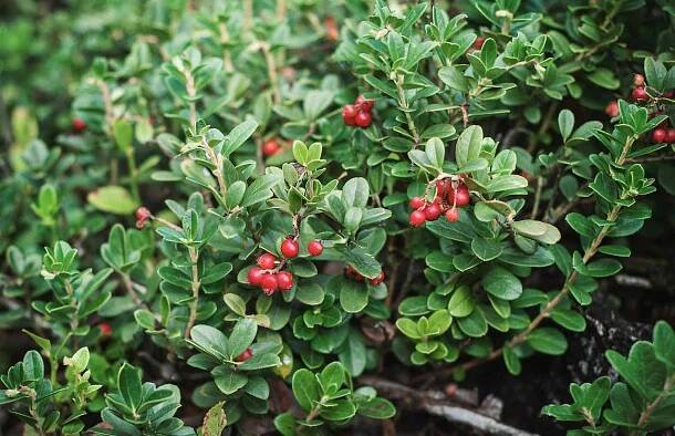 cranberries d mannose
