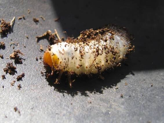 Lalokonosci - larva