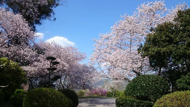 Flora of Japan