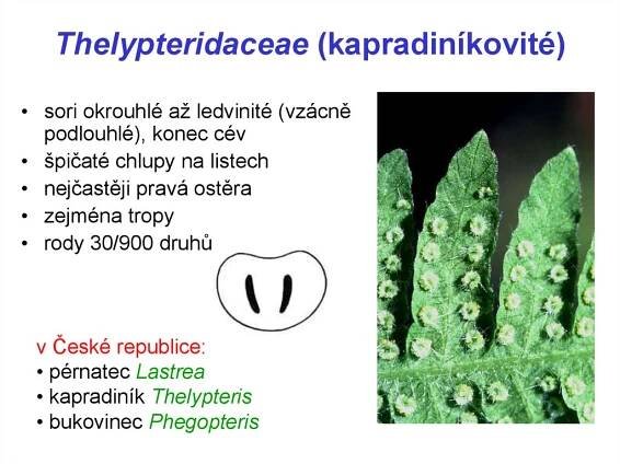 Thelypteridaceae (kapradiníkovité)