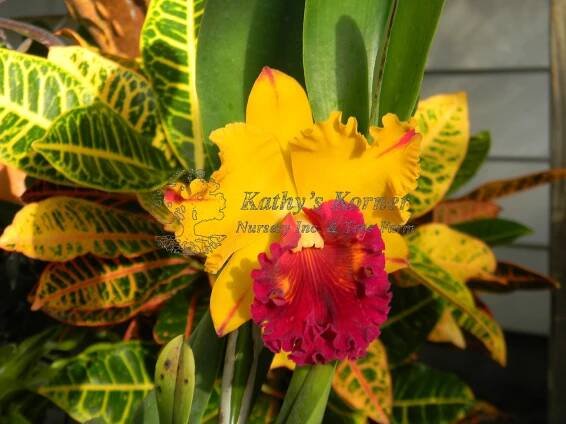 Orchids – Kathy's Korner