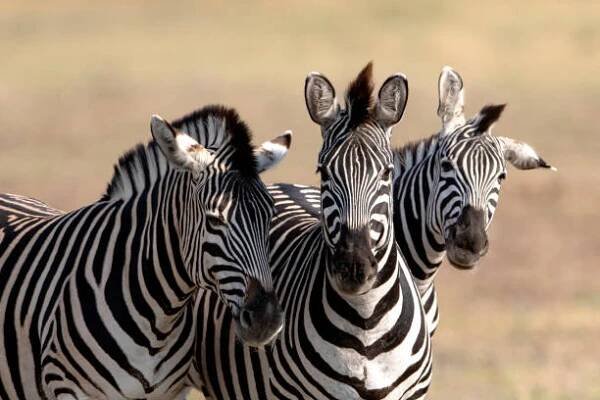 tři zebry burchellovy pláně (equus quagga burchellii) se dívají do kamery v botswaně, afrika - lichokopytníci - stock snímky, obrázky a fotky