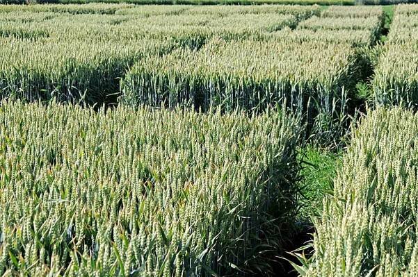 Zkoušení odrůd pšenice seté pro ekologické zemědělství - Články - Agromanuál.cz