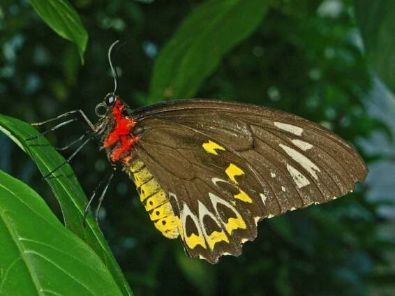 Ornithoptera euphorion - Wikipedia