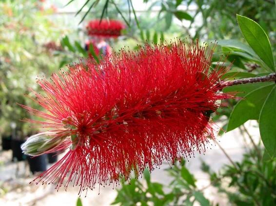 Soubor:Callistemon citrinus JPG2F.jpg – Wikipedie