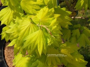 Javor japonský Aureum | Acer japonicum Aureum (shirasawanum Aureum) - Záhradníctvo ABIES