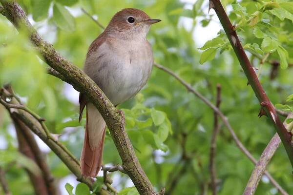 Common nightingale