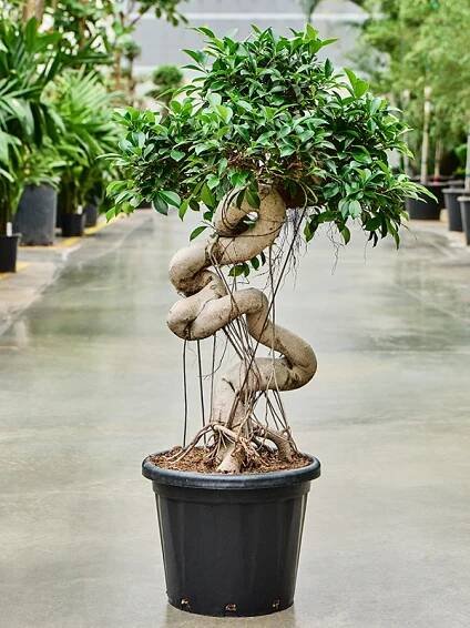 Ficus microcarpa 'Compacta', S-Stem Bonsai