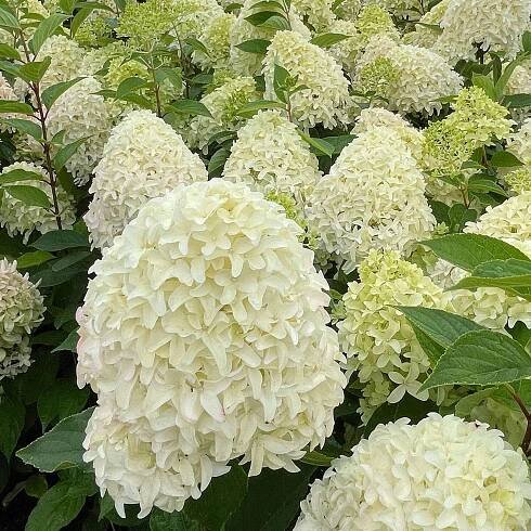 Hortenzie latnatá 'Skyfall'