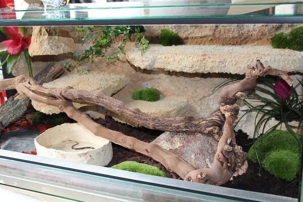 Terarium vybavené 100x40x40 -agama