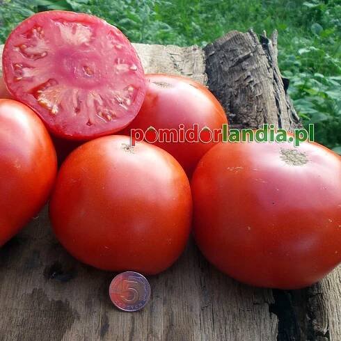 Gigantesque - Seeds: Tomatoes Tomatoes, Peppers, Seeds - Pomidorlandia.pl