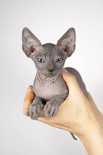 Cats — Hello, My Name Is Mikey.