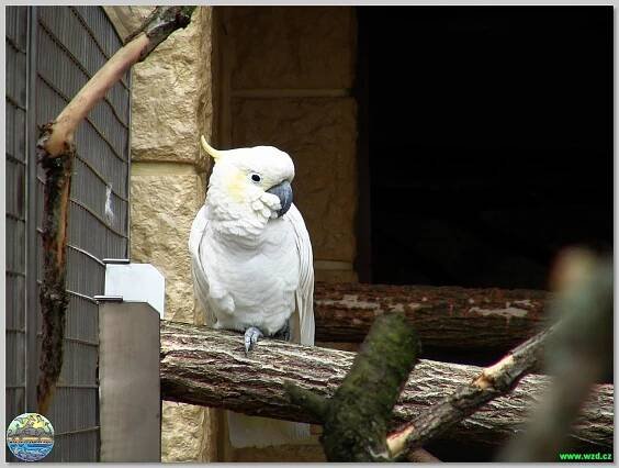 Papouščí zoo Bošovice
