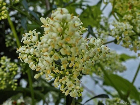 Ptačí zob obecný (Ligustrum vulgare)