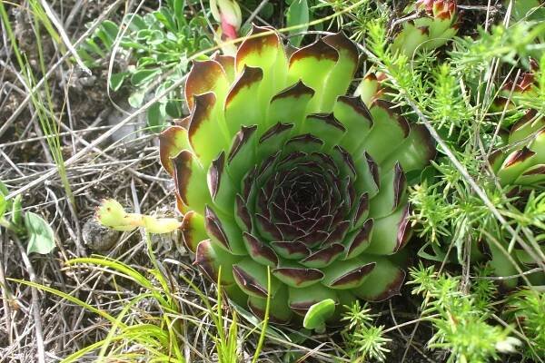 Flora e Fauna dei Monti Sibillini – 1000 giorni sui monti sibillini