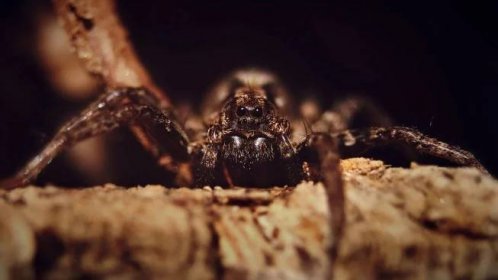 Zvyky a pověry týkající se pavouků