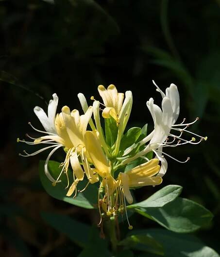 Honeysuckle Wine: One Gallon Recipe