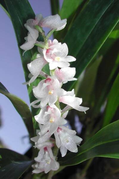 Austin Creek Orchids - Other Genera Species