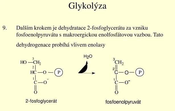 PPT - Metabolismus sacharidů PowerPoint Presentation, free download - ID:2979909