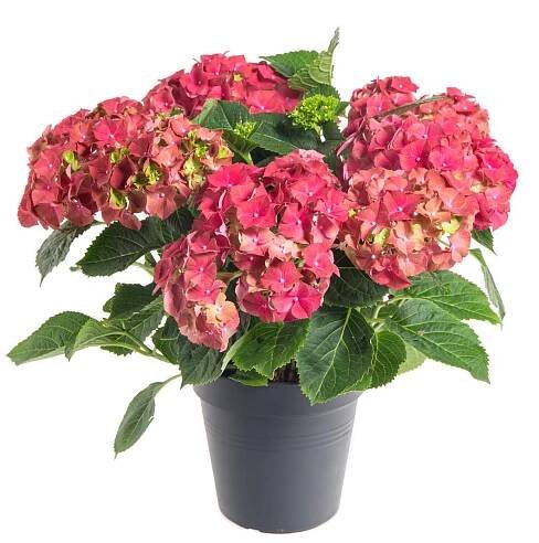 Hortenzie velkolistá, Hydrangea macrophylla, červená skladem | ZAZUMi.cz