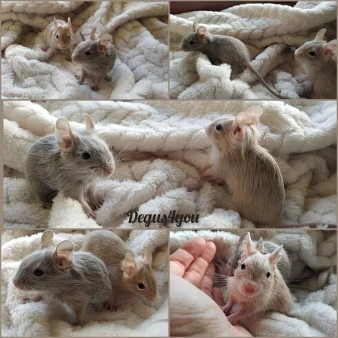 Vrhy a rezervace (prodej) Degus4You.cz