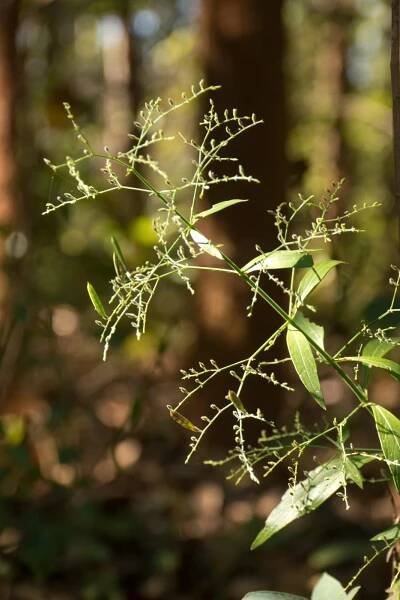 Andrographis (Andrographis paniculata)