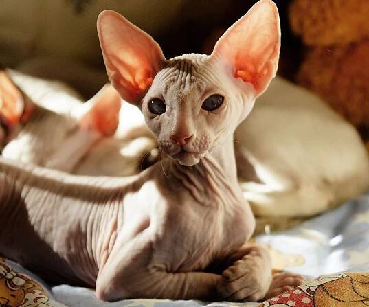 Peterbald nebo Petrohradský sphynx: popis plemene