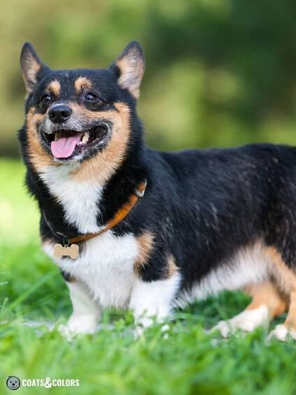 Welsh Corgi Pembroke coat colors black tri