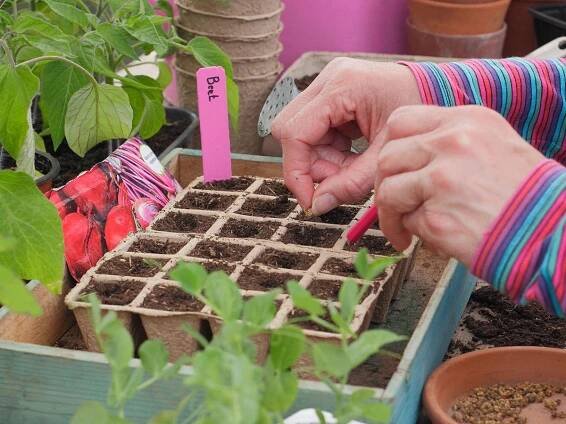 Starting Seeds Indoors Made Easy: Plant Now For More Flowers And Better Crops