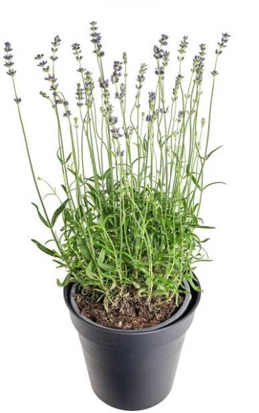 Levandule lékařská, Lavandula angustifolia Munstead, 3 l, skladem | ZAZUMi.cz