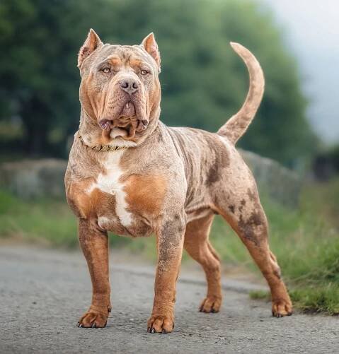What Dogs Make an American Bully?
