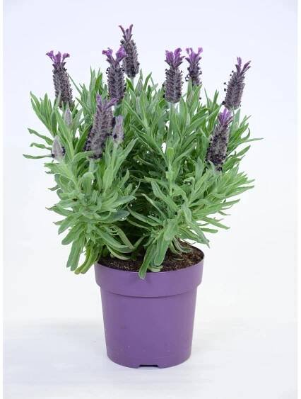 Levandula (Lavandula) "Summer Survivors", pr. kv. 12 cm nakoupit u OBI