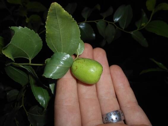 Ziziphus jujuba - cicimek DSCN1715