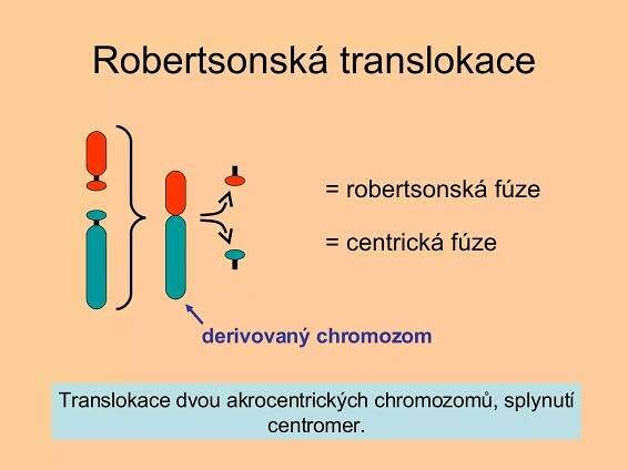 Robertsonská translokace = robertsonská fúze = centrická fúze Translokace dvou akrocentrických chromozomů, splynutí centromer. derivovaný chromozom 