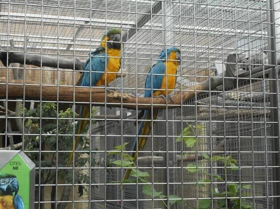 SONS ČR - Papouščí zoo Bošovice - 9. 7. 2019 